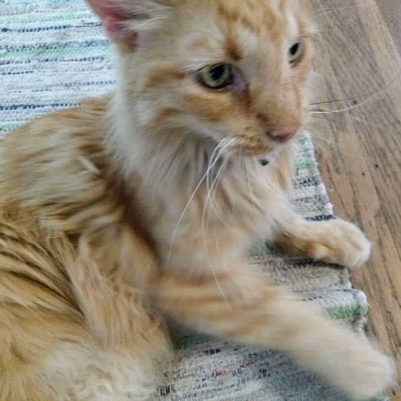 Chester, Fur Distribution Manager at Flores Podcast Productions